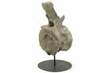 Sauropod (Camarasaurus) Caudal Vertebra - Absolutely Massive #209202-6